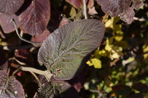 nature leaves background green