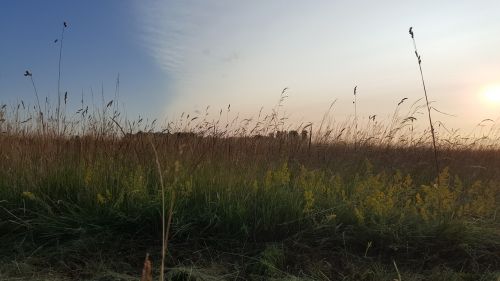 nature walking grass