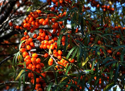 selenium řešetlákový nature tree fruits