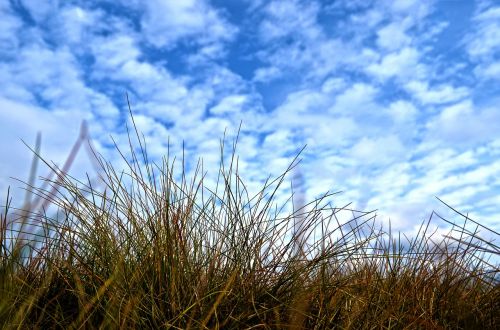 nature grass sky