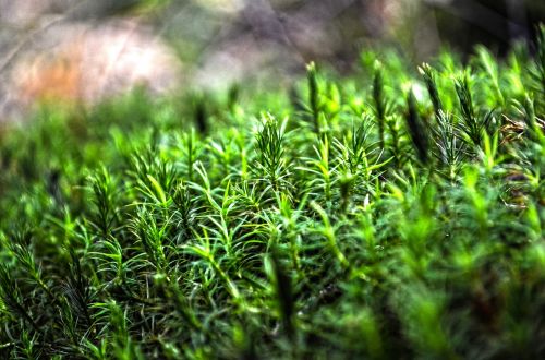 nature forest moss