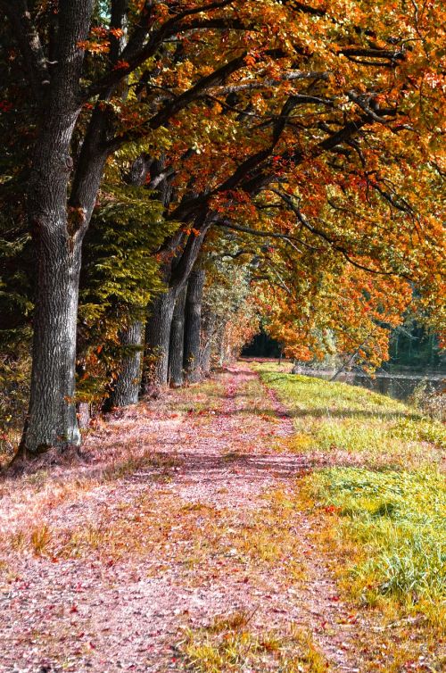 nature trees path