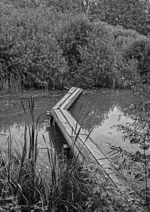 nature water pond