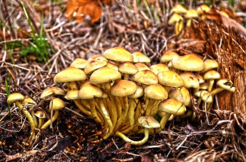 nature mushrooms forest