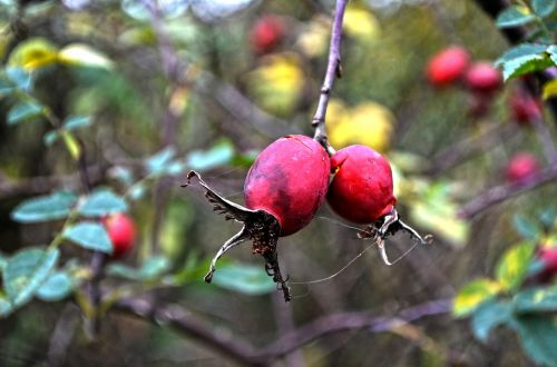 nature fetus hip