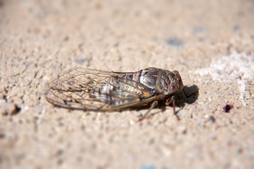 nature insect cicada