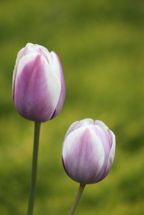 nature plant tulip