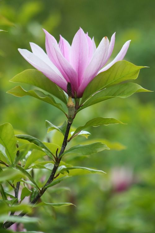 nature plant flower