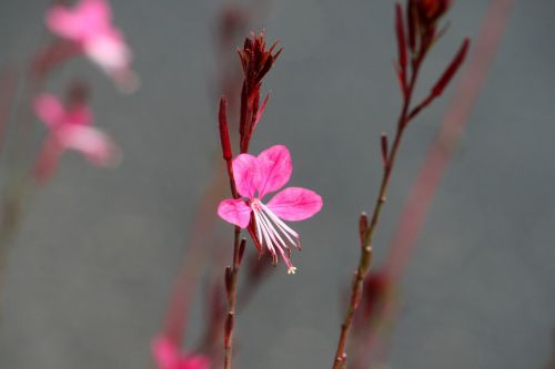 nature plant garden