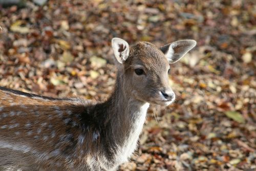 nature animal forest