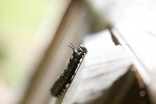 nature scenery insect