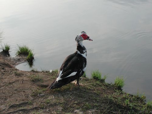 muscovy duck nature duck