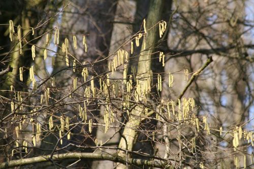 nature spring trees