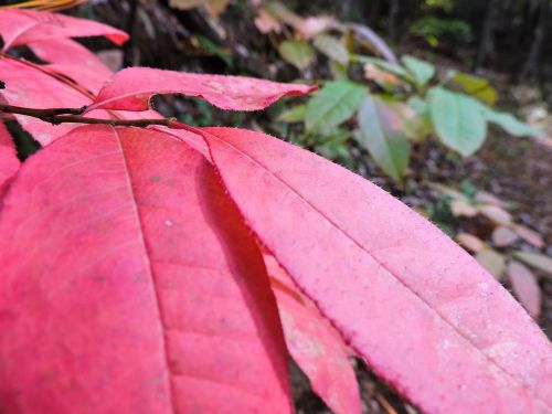 nature leaf leaves
