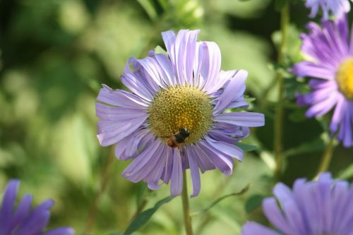 aster nature plant