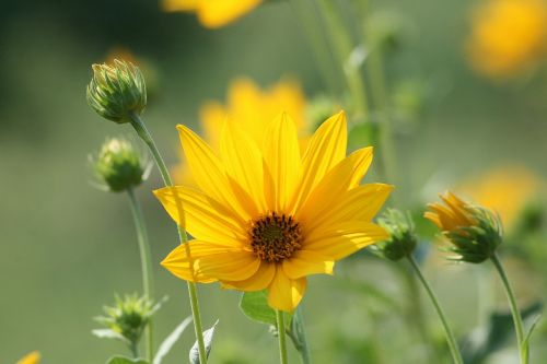 nature plant flower