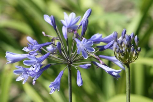 agapanthus nature plant