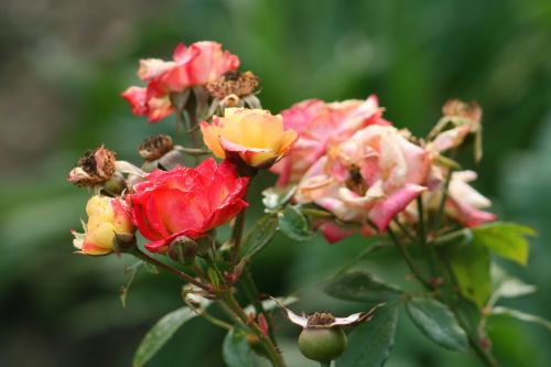 rose nature plant