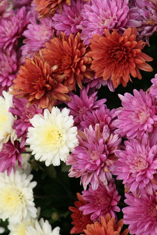 chrysanthemi nature plant