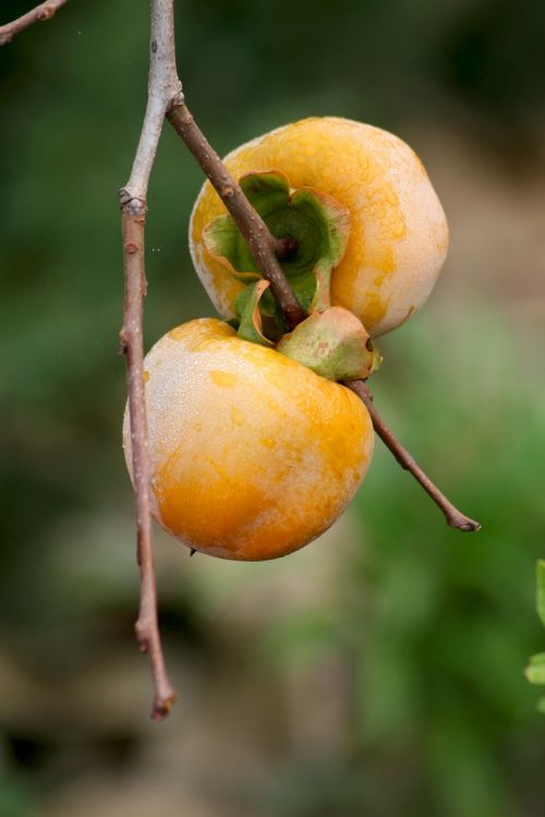 nature plant branch