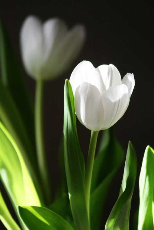 nature plant flower