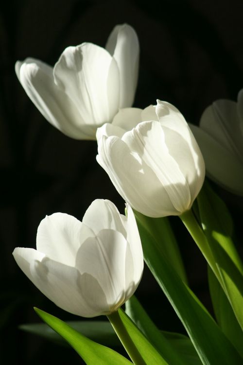 nature plant flower