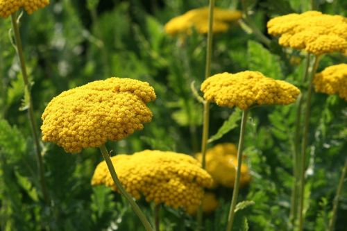 nature plant flower