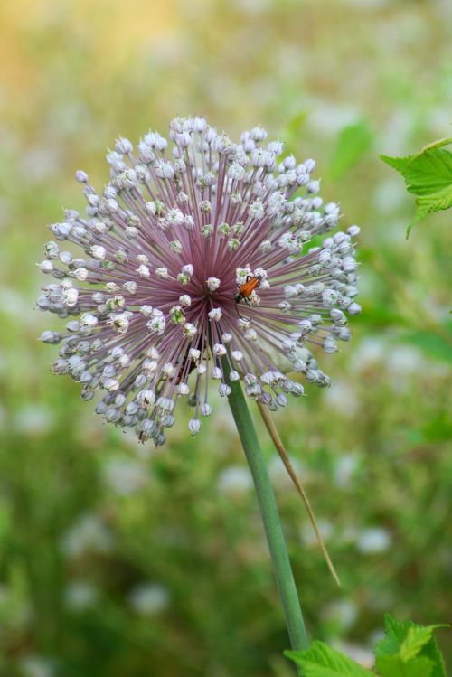 nature plant flower