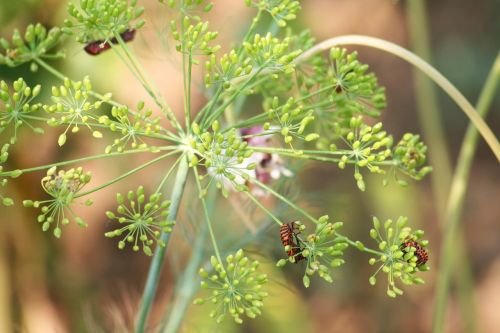 nature plant flower