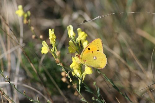 nature field animal