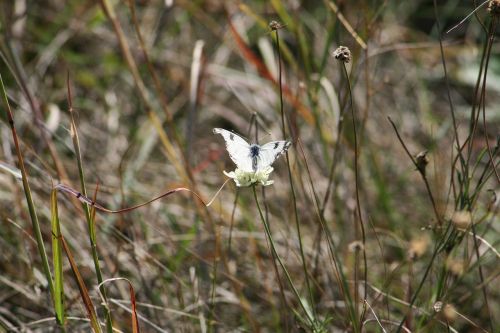 nature field animal