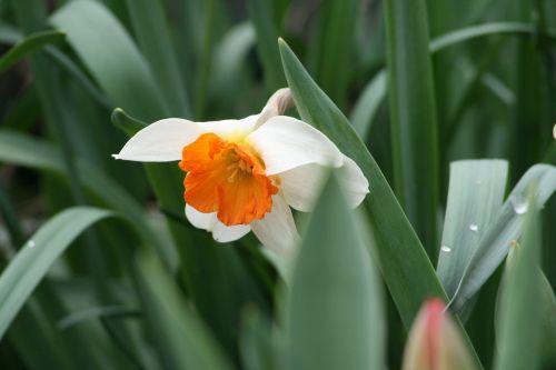 nature plant flower