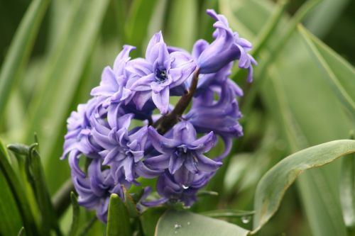 nature plant garden