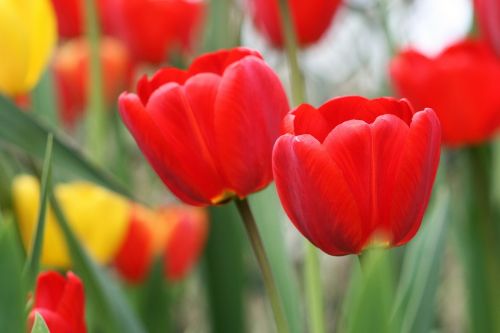 nature plant flower