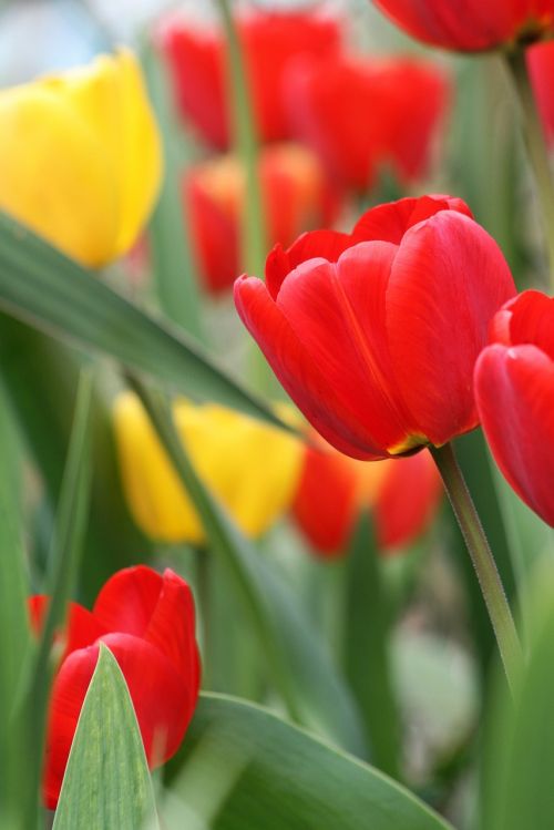 nature plant flower