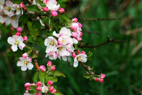 nature plant flower