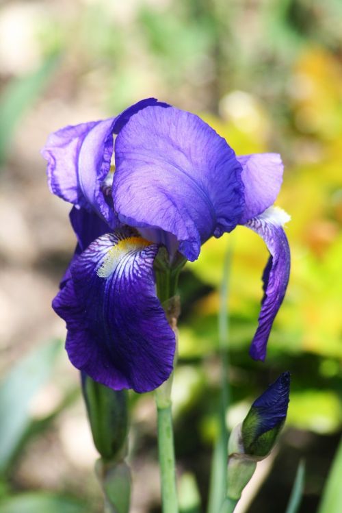 nature plant flower