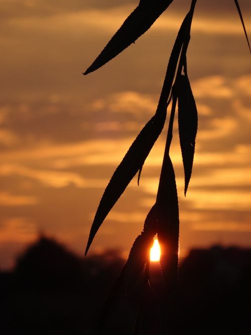 nature sunset landscape