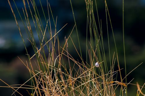 shell grass nature