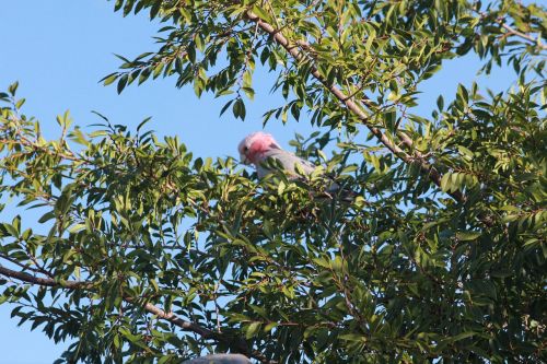 nature wild bird