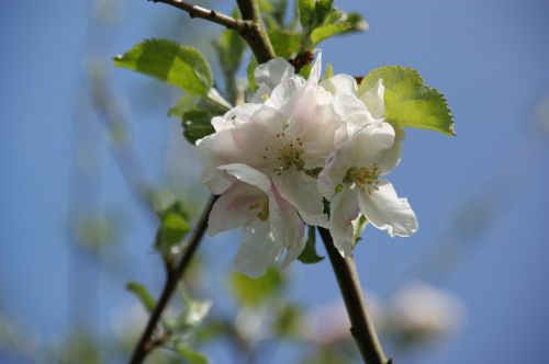 apple blossom spring white flower