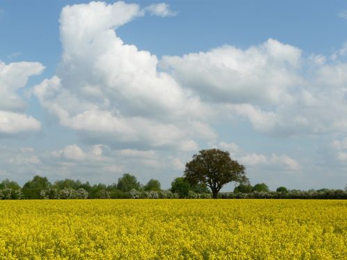 nature field oilseed rape