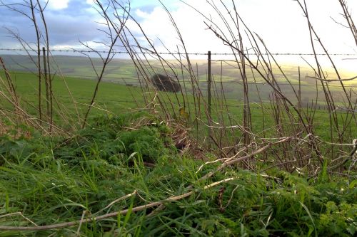 nature background field natural