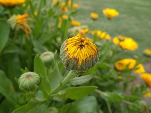 nature background camera  nature  flower