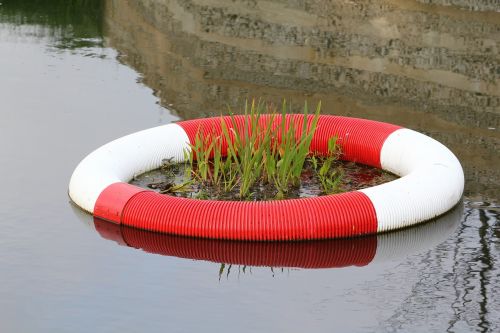 nature conservation lifebelt aquatic plant