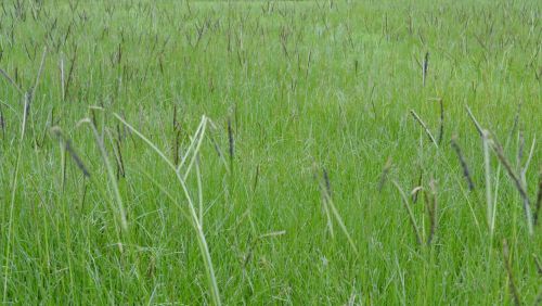 Nature Green Grass