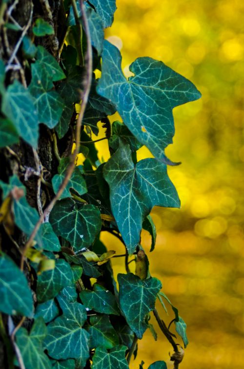 Nature In Belgrade Leaves