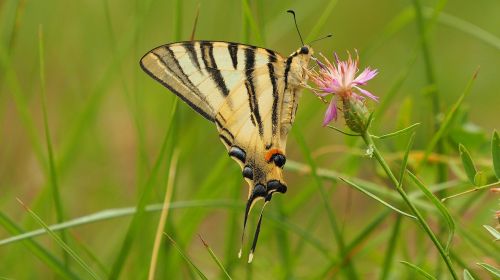 nature insect butterfly macro