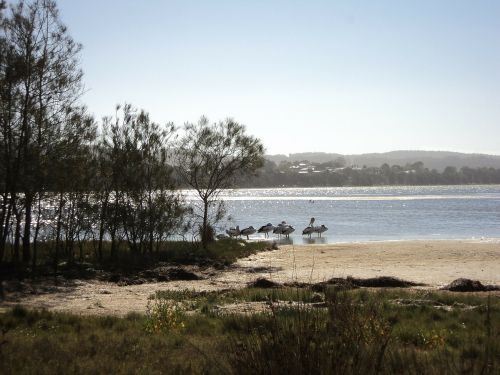 nature landscapes long jetty australia