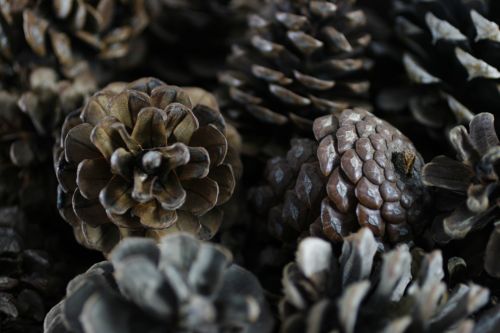 Nature Pine Cones
